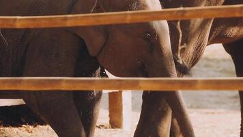 elefante en pie con bosque en el antecedentes. video