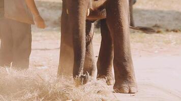 Elefant Stehen mit Wald im das Hintergrund. video