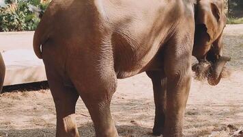 elefante em pé com floresta dentro a fundo. video