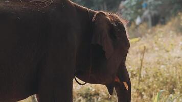 Elefant Stehen mit Wald im das Hintergrund. video