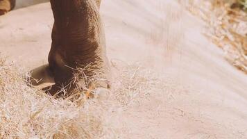 elefante em pé com floresta dentro a fundo. video