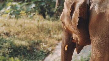 elefante em pé com floresta dentro a fundo. video