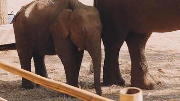 elefante in piedi con foresta nel il sfondo. video