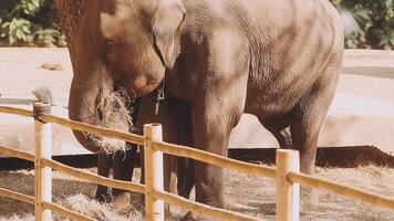 elefante in piedi con foresta nel il sfondo. video