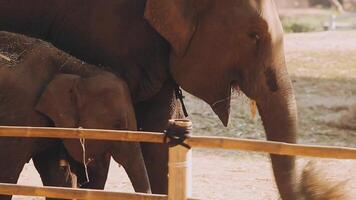 Elephant standing with forest in the background. video