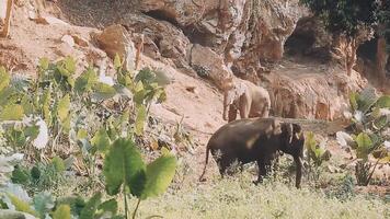 Elefant Stehen mit Wald im das Hintergrund. video