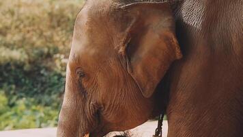 elefante en pie con bosque en el antecedentes. video