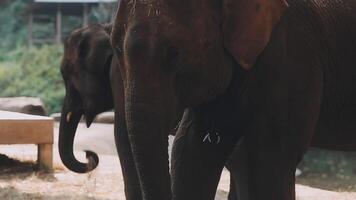 olifant staand met Woud in de achtergrond. video