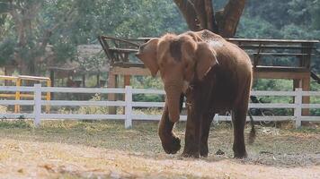 elefante en pie con bosque en el antecedentes. video