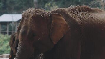 Elefant Stehen mit Wald im das Hintergrund. video