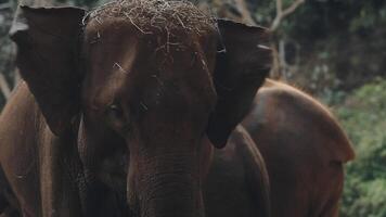 olifant staand met Woud in de achtergrond. video