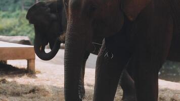 elefante en pie con bosque en el antecedentes. video