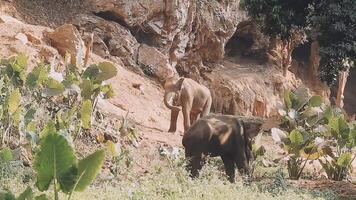 elefante in piedi con foresta nel il sfondo. video