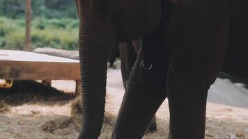 elefante en pie con bosque en el antecedentes. video