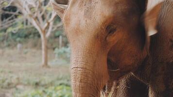 elefante en pie con bosque en el antecedentes. video