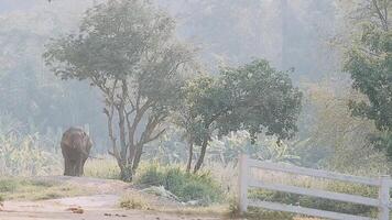 elefante en pie con bosque en el antecedentes. video