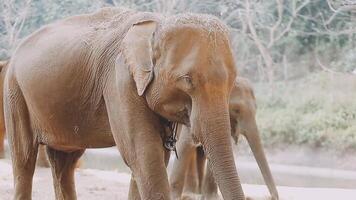 olifant staand met Woud in de achtergrond. video