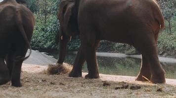 olifant staand met Woud in de achtergrond. video