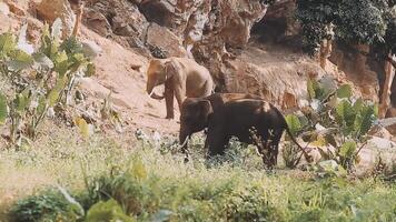 Elephant standing with forest in the background. video