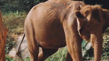 elefant stående med skog i de bakgrund. video