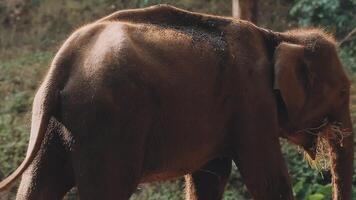 elefante em pé com floresta dentro a fundo. video