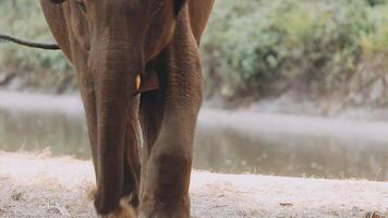 elefante en pie con bosque en el antecedentes. video