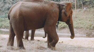 Elefant Stehen mit Wald im das Hintergrund. video