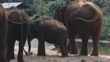 olifant staand met Woud in de achtergrond. video