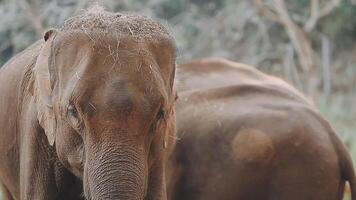 Elefant Stehen mit Wald im das Hintergrund. video