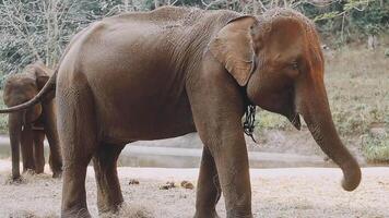 elefante em pé com floresta dentro a fundo. video