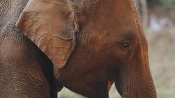 elefante en pie con bosque en el antecedentes. video