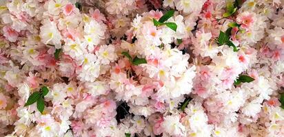 Beautiful pink flower or sakura spring wild blooming for background. Beauty of Nature, Wallpaper and Plant concept. photo