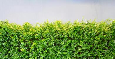 Green tree plant on white concrete wall for background with above copy space.  Beauty of Nature and Pattern concept photo