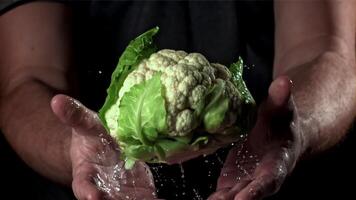 das Koch wirft Blumenkohl mit spritzt von Wasser. gefilmt auf ein schnelle Geschwindigkeit Kamera beim 1000 fps. hoch Qualität fullhd Aufnahmen video