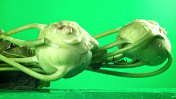 Kohlrabi falls on the table with a splash of water. Filmed on a high-speed camera at 1000 fps. High quality FullHD footage video