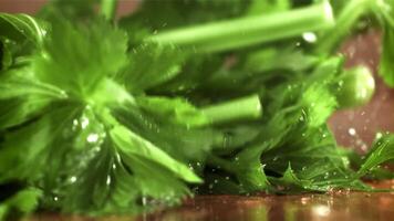 Celery sprigs fall on a wet table. Filmed on a high-speed camera at 1000 fps. High quality FullHD footage video