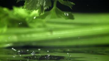 Celery sprigs fall on a wet table. Filmed on a high-speed camera at 1000 fps. High quality FullHD footage video