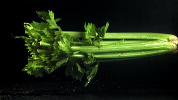 Celery sprigs fall on a wet table. Filmed on a high-speed camera at 1000 fps. High quality FullHD footage video