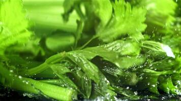 Celery sprigs fall on a wet table. Filmed on a high-speed camera at 1000 fps. High quality FullHD footage video