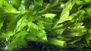 Drops of water fall on fresh celery. Filmed on a high-speed camera at 1000 fps. High quality FullHD footage video