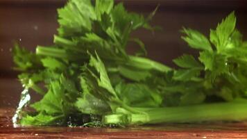 Celery sprigs fall on a wet table. Filmed on a high-speed camera at 1000 fps. High quality FullHD footage video