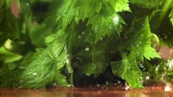 Drops of water fall on fresh celery. Filmed on a high-speed camera at 1000 fps. High quality FullHD footage video