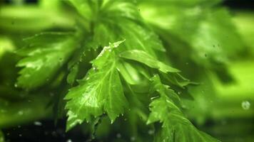 Drops of water fall on fresh celery. Filmed on a high-speed camera at 1000 fps. High quality FullHD footage video