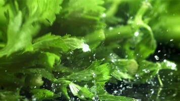 Celery sprigs fall on a wet table. Filmed on a high-speed camera at 1000 fps. High quality FullHD footage video