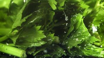 Drops of water fall on fresh celery. Filmed on a high-speed camera at 1000 fps. High quality FullHD footage video