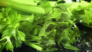 Drops of water fall on fresh celery. Filmed on a high-speed camera at 1000 fps. High quality FullHD footage video