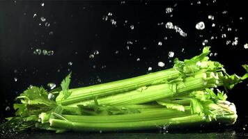 Celery sprigs fall on a wet table. Filmed on a high-speed camera at 1000 fps. High quality FullHD footage video