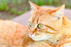 Ginger cat closeup photo