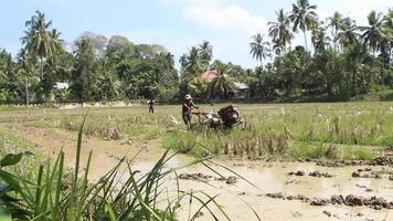 norr aceh, Indonesien, februari 5, 2024, jordbrukare använda sig av hand traktorer till plog ris fält under de dag video