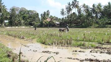 noorden atjeh, Indonesië, februari 5, 2024, boeren gebruik hand- tractoren naar ploeg rijst- velden gedurende de dag video